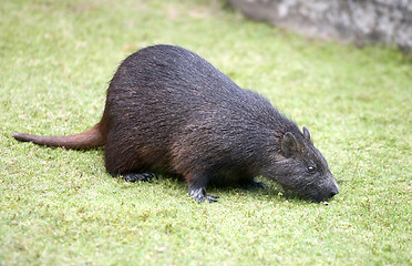 Image showing Cuban hutia