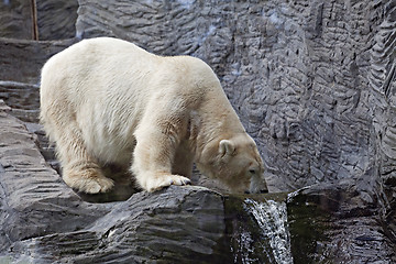 Image showing Polar bear