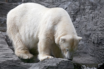 Image showing Polar bear