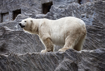 Image showing Polar bear