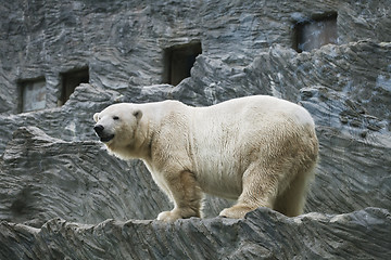 Image showing Polar bear