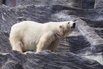 Image showing Polar bear