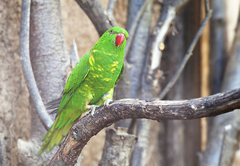 Image showing Scaly-breasted lorikeet