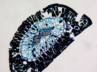 Image showing Pine leaf micrograph