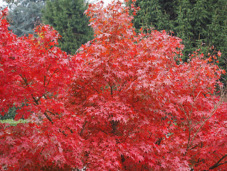 Image showing Red maple tree