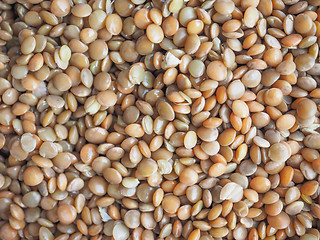 Image showing Lentils food