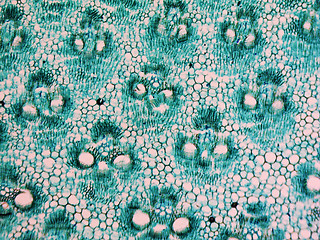 Image showing Bamboo stem micrograph