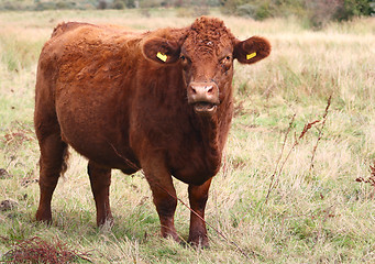 Image showing cows head