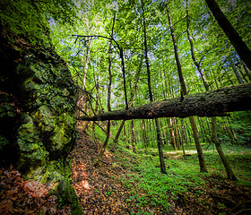 Image showing Primeval forest 