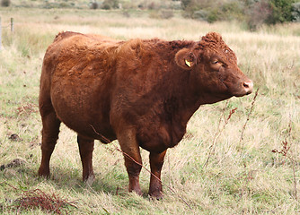 Image showing cows head