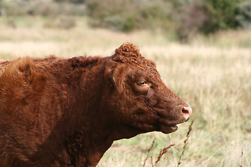 Image showing cows head