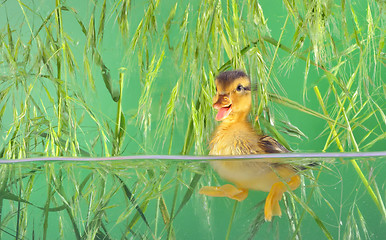 Image showing duckling swimming in aquarium