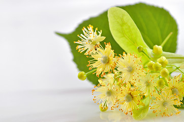 Image showing linden flowers