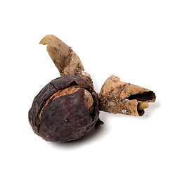 Image showing Raw walnut just a tree