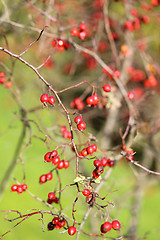 Image showing autumn trees