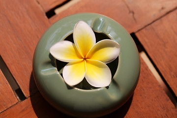 Image showing flower plumeria