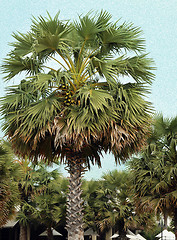 Image showing beautiful palm