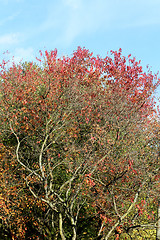 Image showing autumn trees