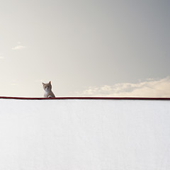 Image showing Cat sitting on the wall 