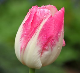 Image showing White and pink tulip