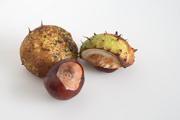 Image showing conkers