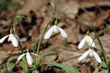 Image showing Snowdrops