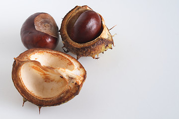 Image showing conkers