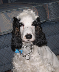 Image showing black and white young cocker spaniel