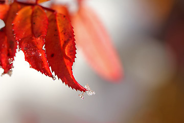 Image showing Christmas Background of Red Leaves and Ice Drops 