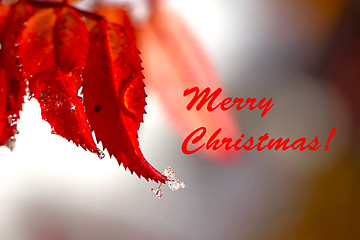 Image showing Christmas Background of Red Leaves and Ice Drops 