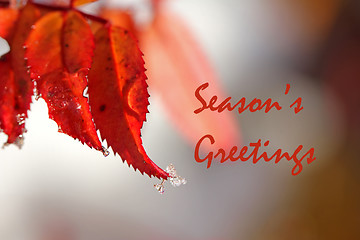 Image showing Christmas Background of Red Leaves and Ice Drops 