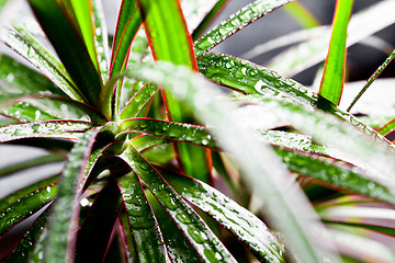 Image showing dracena marginata with water drops 