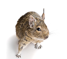 Image showing small cute rodent