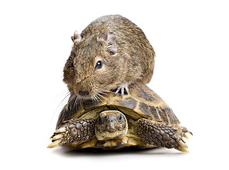 Image showing small rodent riding turtle