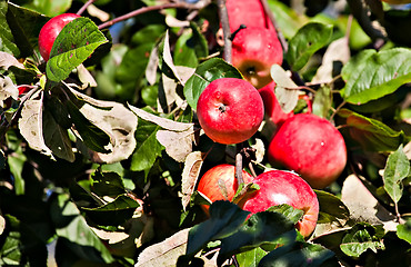 Image showing red apples in orchard