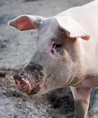 Image showing big pig profile snout 