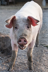 Image showing funny pig