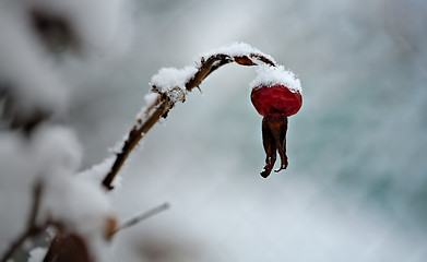 Image showing frozen rosehip