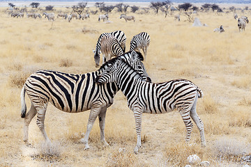 Image showing Zebra foal with mother in african bush