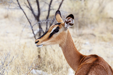 Image showing Portrait of Impala antelope