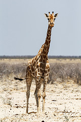 Image showing Giraffa camelopardalis near waterhole