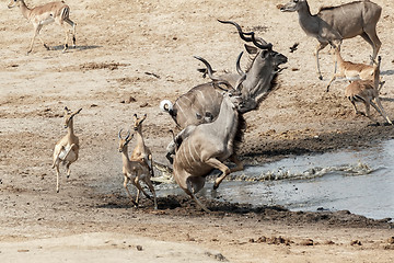 Image showing unsuccessful attack on crocodile to antilops kudu and unsuccessf