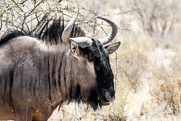 Image showing portrait of A wild Wildebeest Gnu