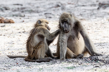 Image showing Chacma Baboon grooming