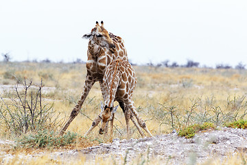 Image showing two Giraffa camelopardalis near waterhole