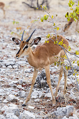 Image showing Portrait of Impala antelope