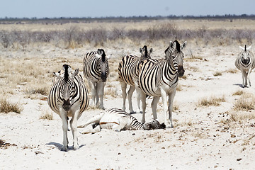 Image showing Zebra in african bush