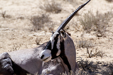 Image showing portrait of Gemsbok, Oryx gazella