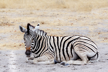 Image showing Young zebra in african bush