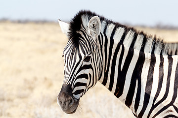 Image showing Zebra portrait. Burchell's zebra, Equus quagga burchellii.